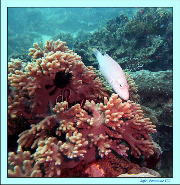 2011 - 08 - Borneo - Mantabuan 18